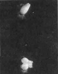 Культура кактусов - _226.jpg