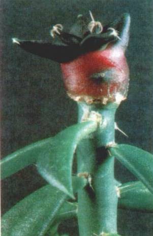 Культура кактусов - _228.jpg