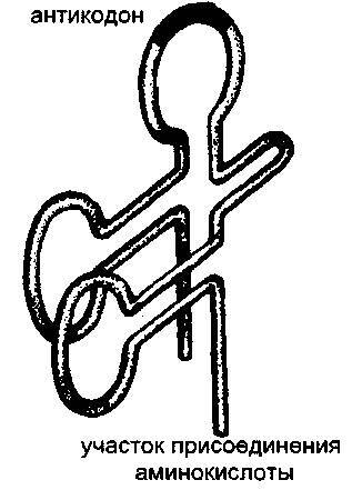 Культура кактусов - _251.jpg