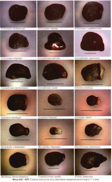 Культура кактусов - _297.jpg