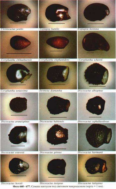 Культура кактусов - _298.jpg