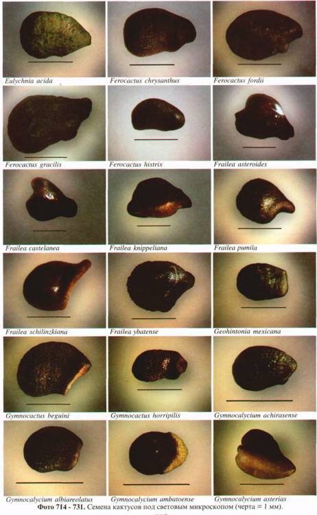 Культура кактусов - _301.jpg