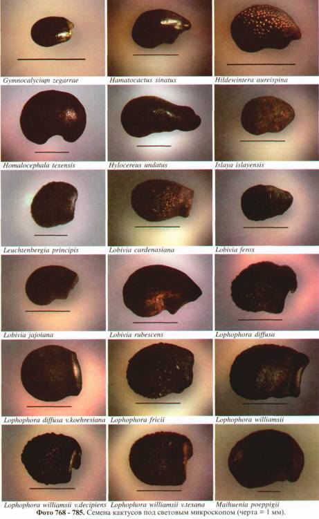 Культура кактусов - _304.jpg