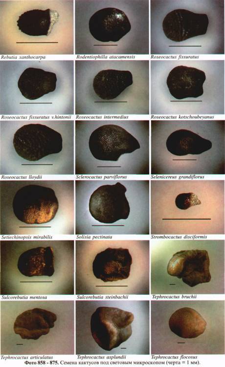 Культура кактусов - _309.jpg