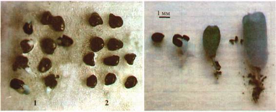 Культура кактусов - _333.jpg