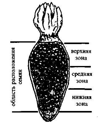 Культура кактусов - _338.jpg