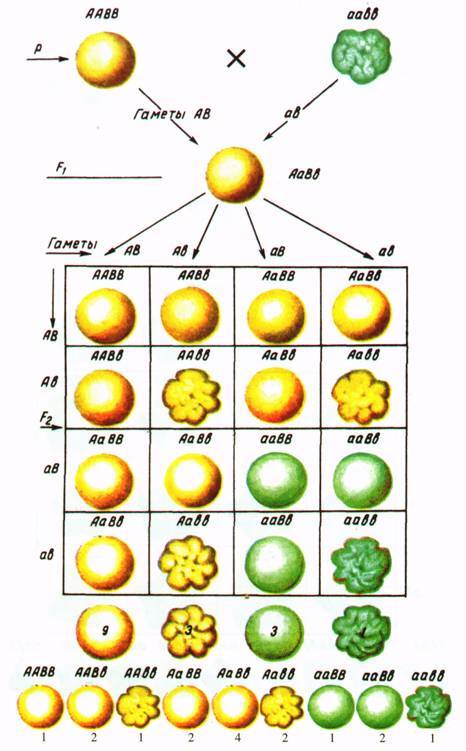 Культура кактусов - _356.jpg