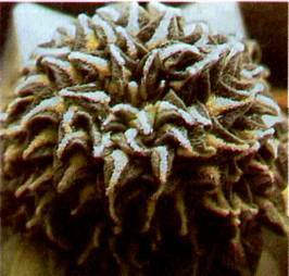 Культура кактусов - _369.jpg