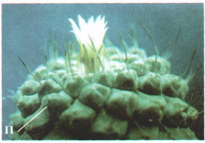 Культура кактусов - _37.jpg