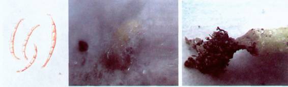 Культура кактусов - _387.jpg