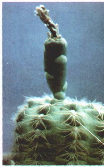 Культура кактусов - _39.jpg