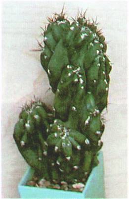 Культура кактусов - _46.jpg