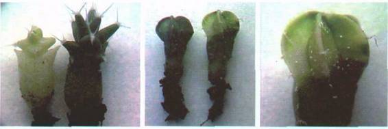 Культура кактусов - _91.jpg