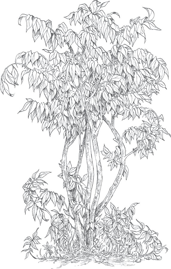 Тайны Зелёного королевства - i_014.png