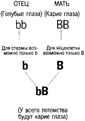 Кен Хэм Эндрю Снеллинг Карл Вилэнд КНИГА ОТВЕТОВ Ответы на 12 наиболее часто задаваемых вопросов о книге бытия, творении и эволюции - i_48_2.png