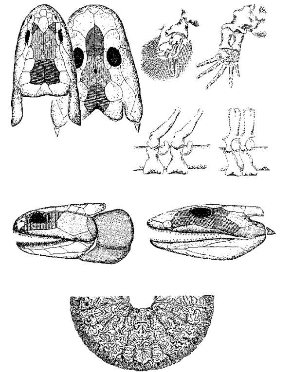 История земли и жизни на ней - img31.png