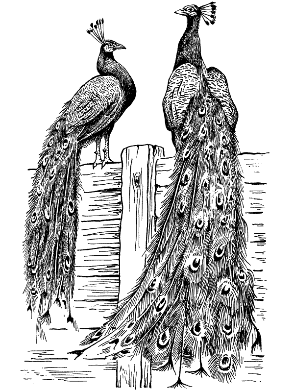 История барсучихи. Мой тайный мир - i_009.png