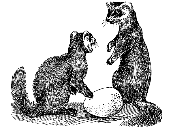 История барсучихи. Мой тайный мир - i_011.png