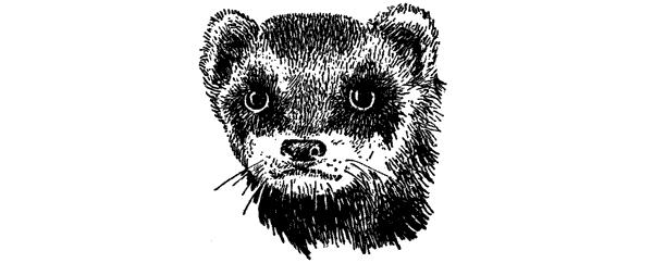 История барсучихи. Мой тайный мир - i_013.png