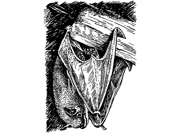 История барсучихи. Мой тайный мир - i_016.png