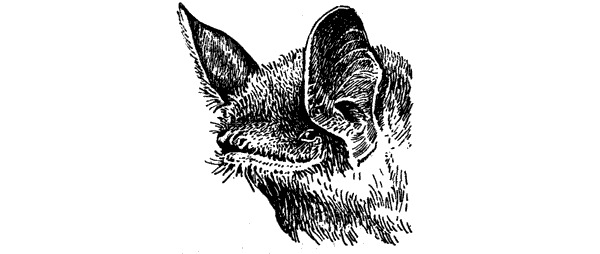 История барсучихи. Мой тайный мир - i_018.png