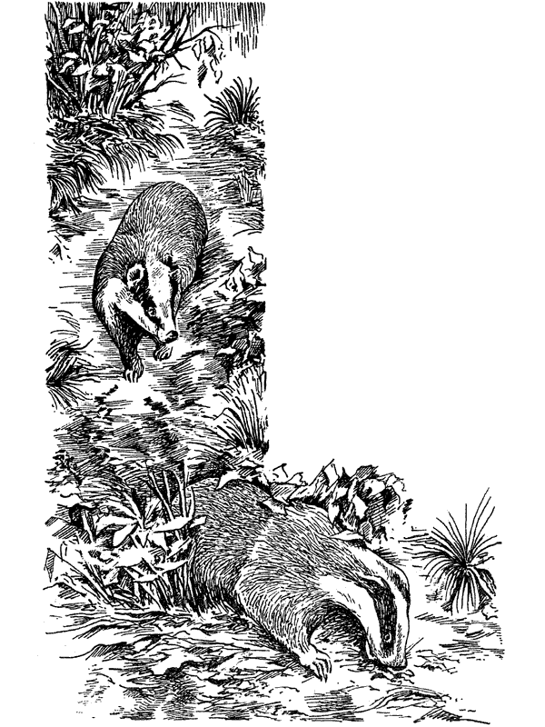 История барсучихи. Мой тайный мир - i_021.png