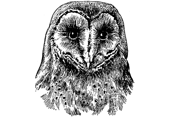 История барсучихи. Мой тайный мир - i_025.png