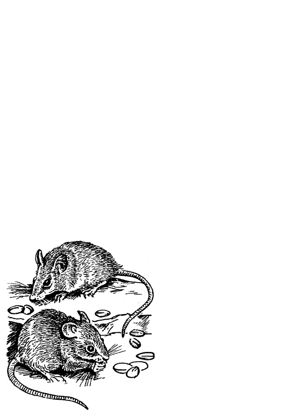 История барсучихи. Мой тайный мир - i_026.png