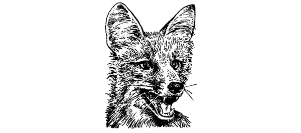 История барсучихи. Мой тайный мир - i_033.png