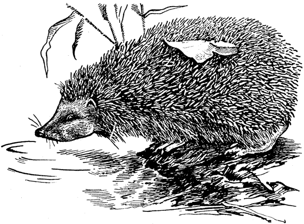 История барсучихи. Мой тайный мир - i_034.png