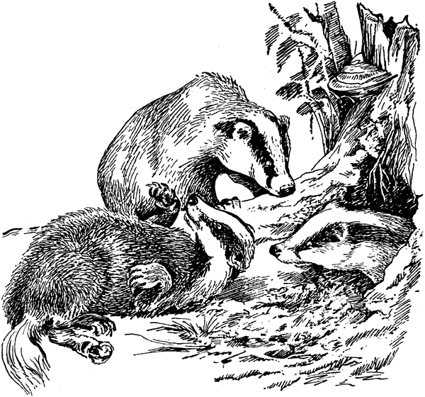 История барсучихи. Мой тайный мир - i_040.png