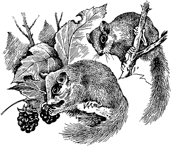 История барсучихи. Мой тайный мир - i_041.png