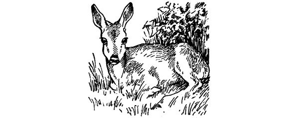 История барсучихи. Мой тайный мир - i_042.png