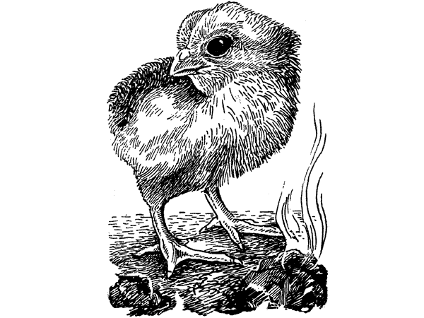 История барсучихи. Мой тайный мир - i_047.png