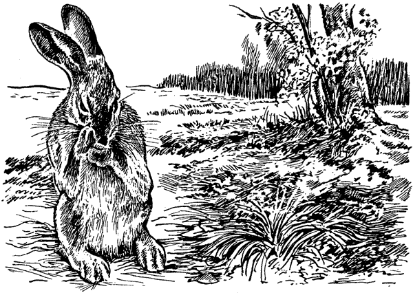 История барсучихи. Мой тайный мир - i_050.png