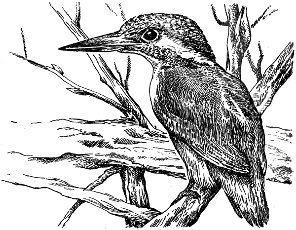 История барсучихи. Мой тайный мир - i_054.png