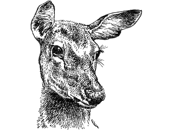 История барсучихи. Мой тайный мир - i_059.png