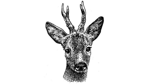 История барсучихи. Мой тайный мир - i_061.png