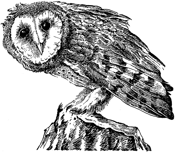 История барсучихи. Мой тайный мир - i_064.png