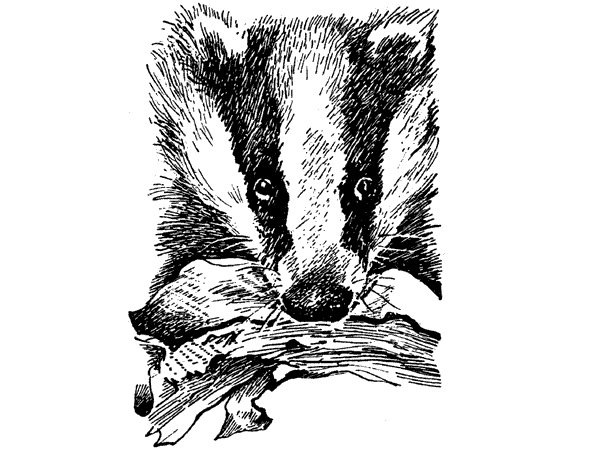 История барсучихи. Мой тайный мир - i_065.png