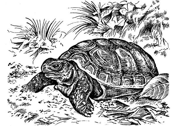 История барсучихи. Мой тайный мир - i_067.png