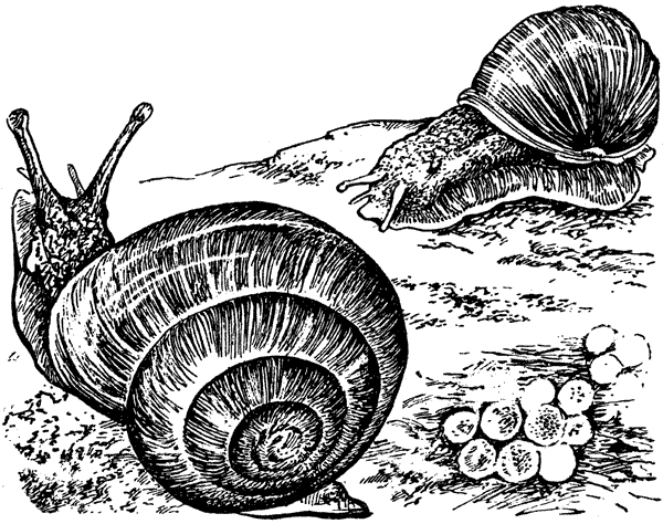 История барсучихи. Мой тайный мир - i_075.png