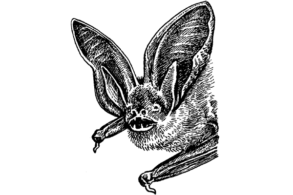 История барсучихи. Мой тайный мир - i_077.png