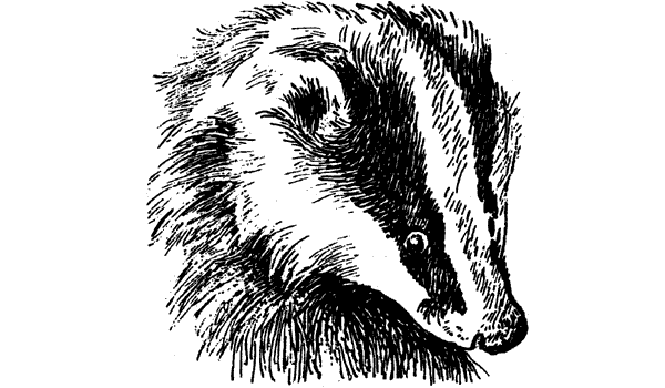 История барсучихи. Мой тайный мир - i_080.png