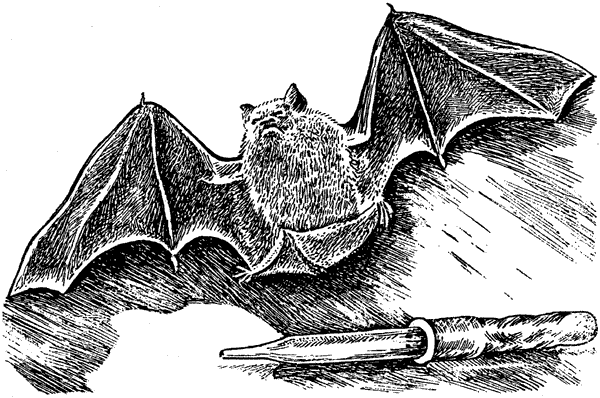 История барсучихи. Мой тайный мир - i_085.png