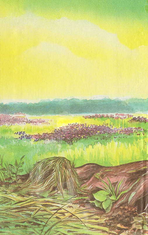 История барсучихи. Мой тайный мир - i_087.jpg