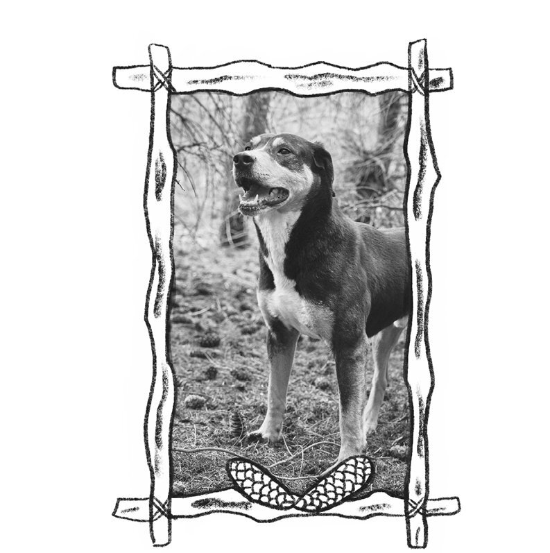 Собаки книжного магазина на краю света - i_004.jpg