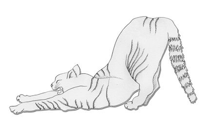 Нэко-кафе. Правила жизни кошек - i_006.jpg