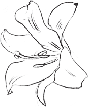 Цветы для миссис Харрис - i_001.png