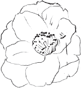 Цветы для миссис Харрис - i_002.png